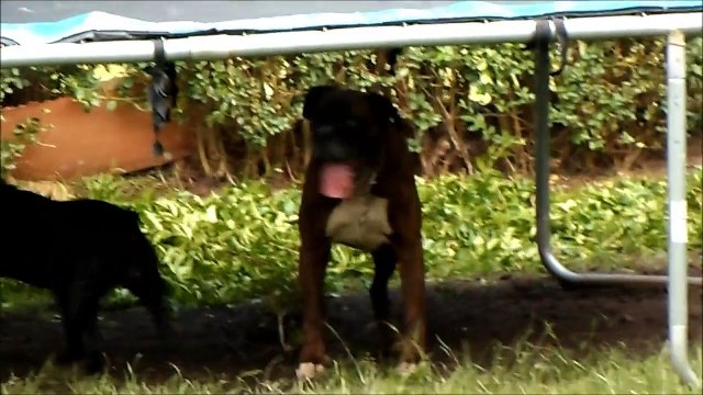 Staffordshire Bull Terrier VS. Boxer Dog.