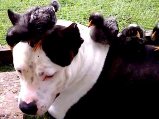 Pit Bull Becomes Best Friends With Baby Turkey