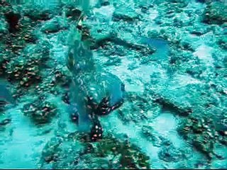 Octopus changing colors