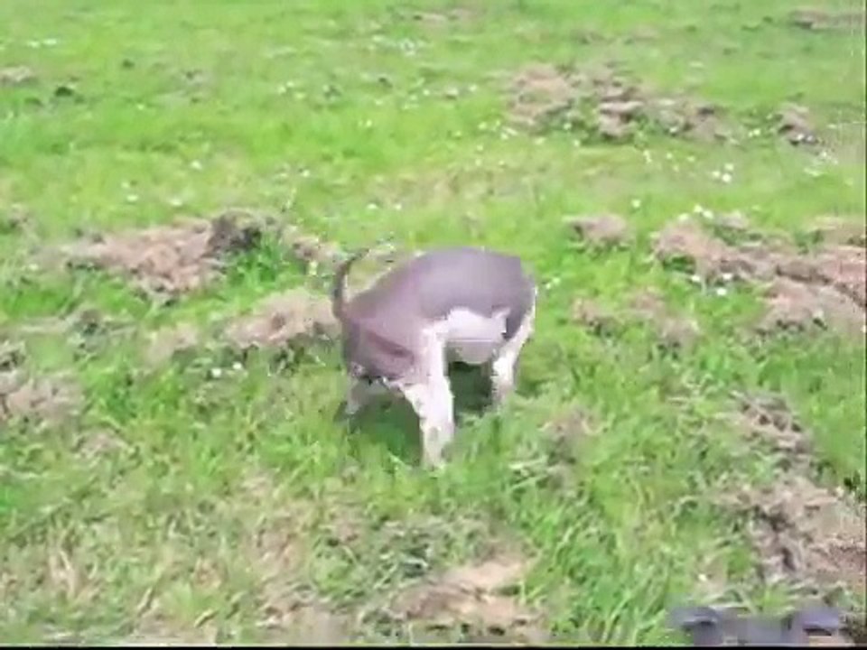 American Hairless Terrier