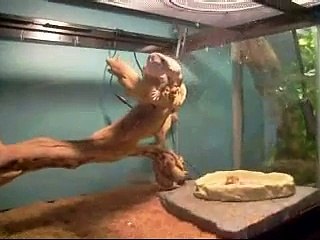 Savannah Monitor and pinky