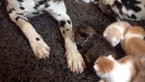 Dalmatian couple provide full service kitten daycare