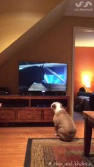 English Bulldog never misses her favorite commercial