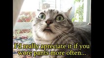 Funny Pictures Cats – Besten Bilder Von Haustiere