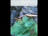 Mantis eating stick insect - Mantide che mangia un insetto