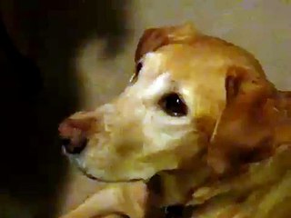 Miso Eating Nori Dec 22 2006