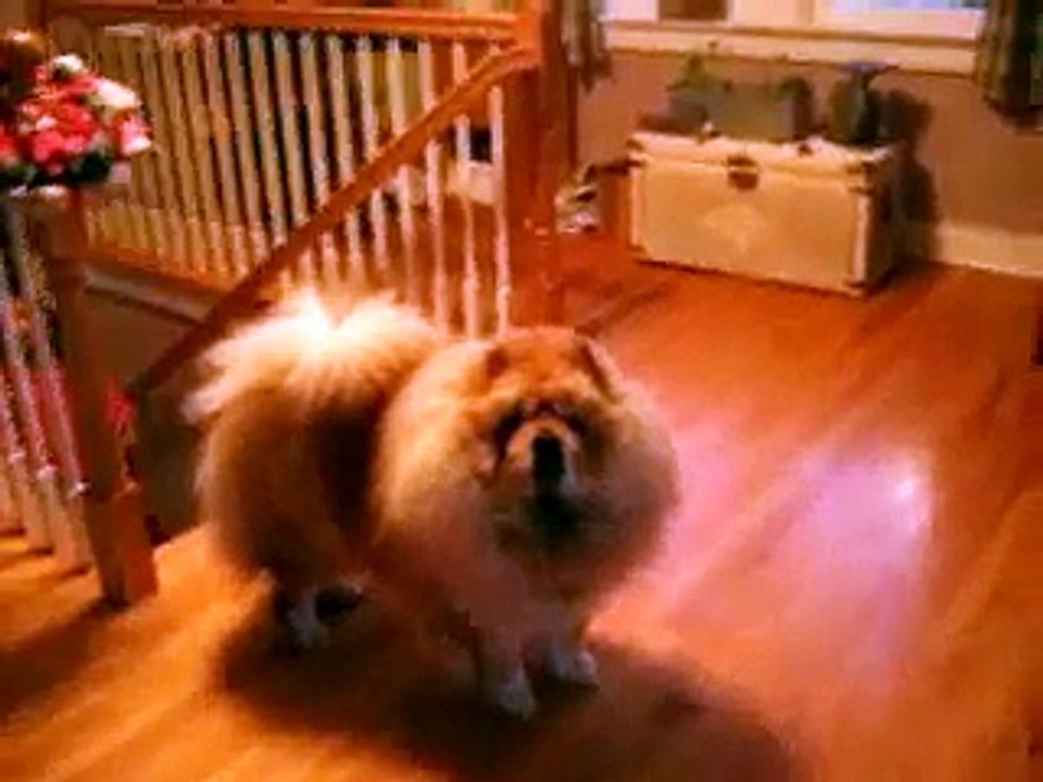 Chow Zooms