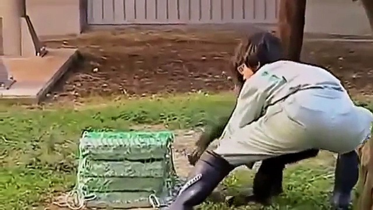 NOVA: APE GENIUS - Discovery Animals Documentary FULL 2015 HD