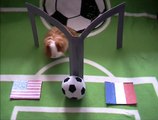 Frauen-Fußball WM 2011 - Herr Zottels Prognose für das Spiel Frankreich - USA am 13.07.2011