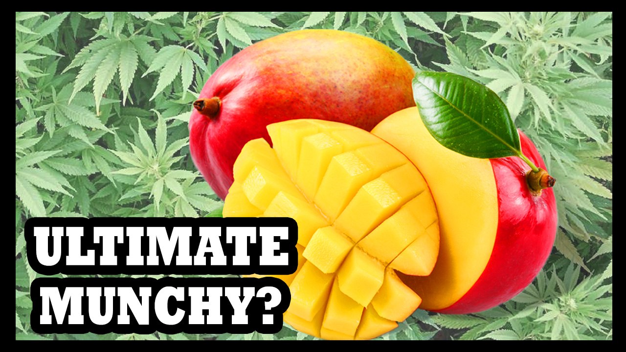 High and Hungry? Eat A Mango! - Food Feeder