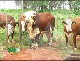 Integración agrícola-pecuaria, ganadería