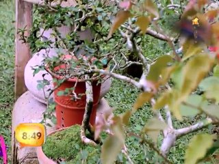 Descubra el m�gico mundo de los Bonsai en un peque�o bosque