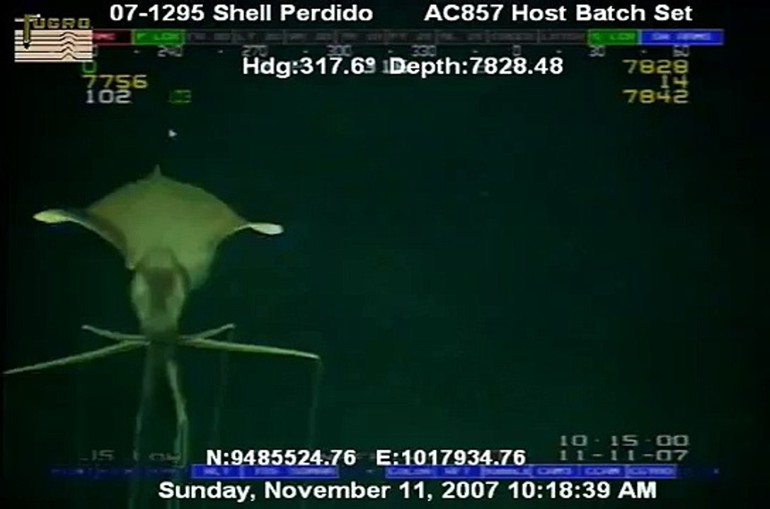 Deep-sea squid (Magnapinna sp.)
