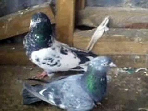 PAKISTANI AND HIGHFLYER PIGEONS