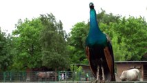 Beautiful Peacock (Sharp Images in 1080p)