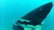 Registro inédito de Tubarão Baleia Fêmea no PEM Laje de Santos pelo Instituto Laje Viva