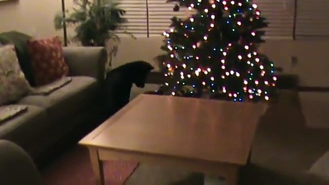 Long Haired German Shepherd Dog Puppy in Love with Black Cat Loves Dog