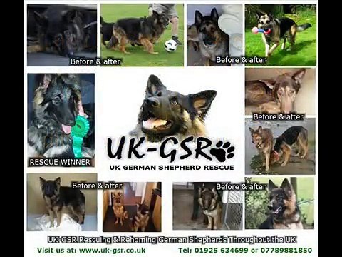 uk german shepherd rescue