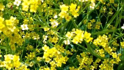 Kurdish Song: I Won't Celebrate Newroz This Year (English)