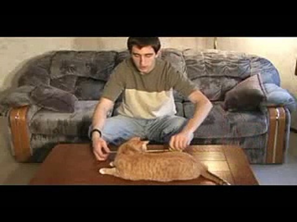 Engineer's Guide To Cats