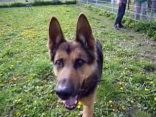 Tierheim Hund Hasso - leider verstorben