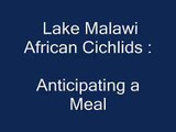 African Cichlids Anticipating Feeding