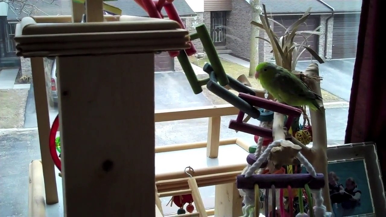 Meet The Pets