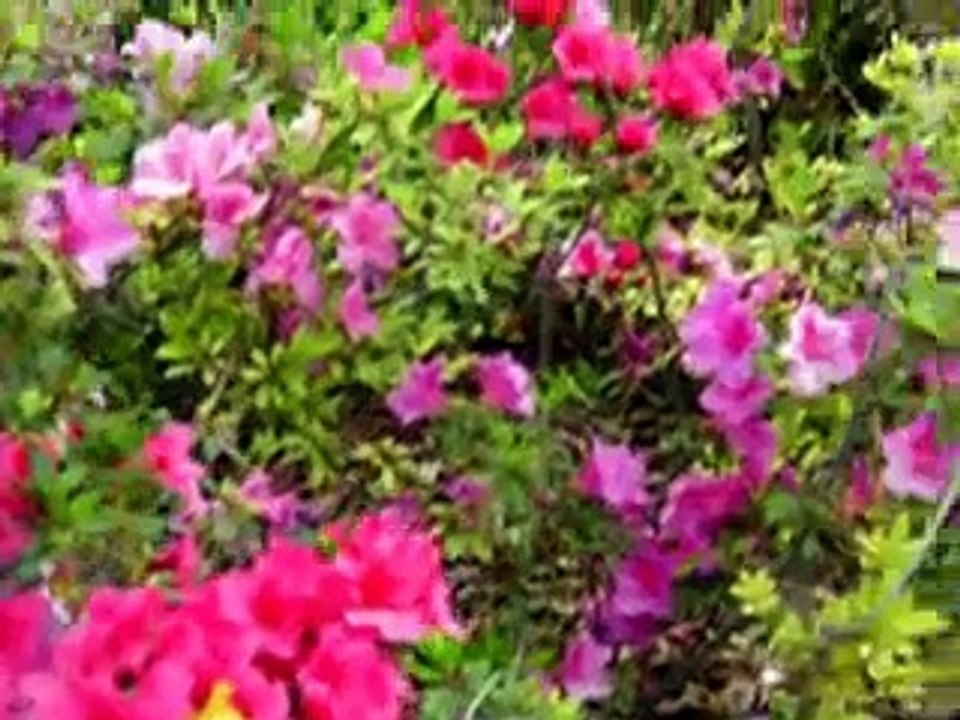 joy division -  disorder