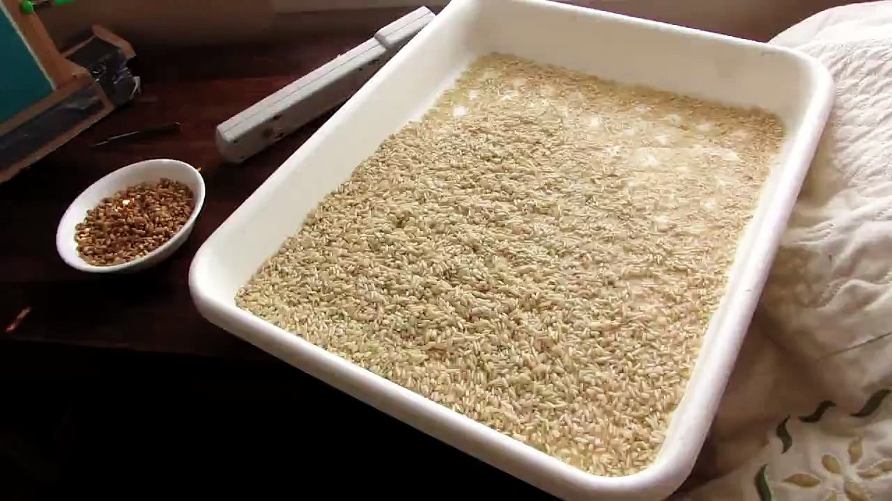 Barley and rice germination timelapse setup  米発芽時の経過