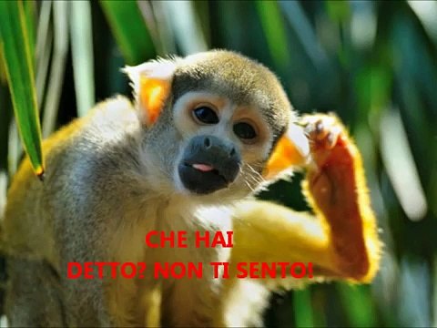 VIDEO DIVERTENTI ANIMALI: SCIMMIE PARLANTI