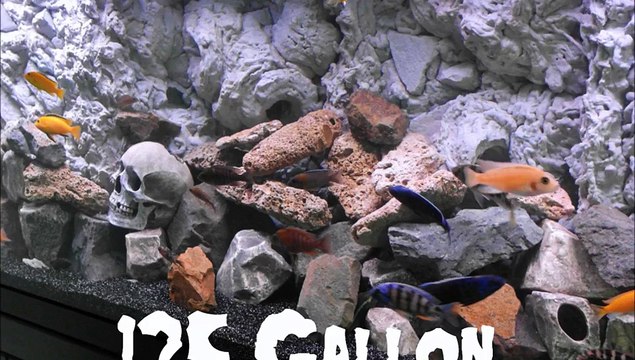 125 Gallon Lake Malawi Cichlid Aquarium