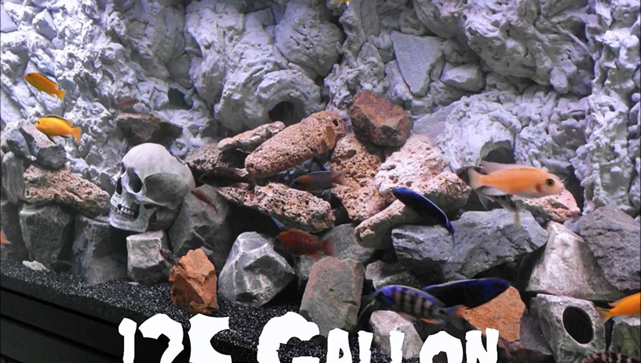 125 Gallon Lake Malawi Cichlid Aquarium
