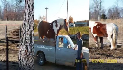 Riding a horse redneck style. LOL !