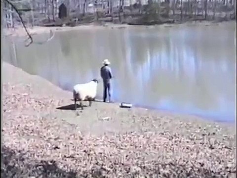 羊VS釣り人　まるでドリフのコントみたいな笑劇の結末ww