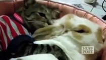 Funny video/ Funny cat and dog video/Cats and Bunnies Make Best of Friends.