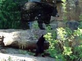 SchwarzbärNachwuchs und Eisbären im Tierpark Berlin 01.05