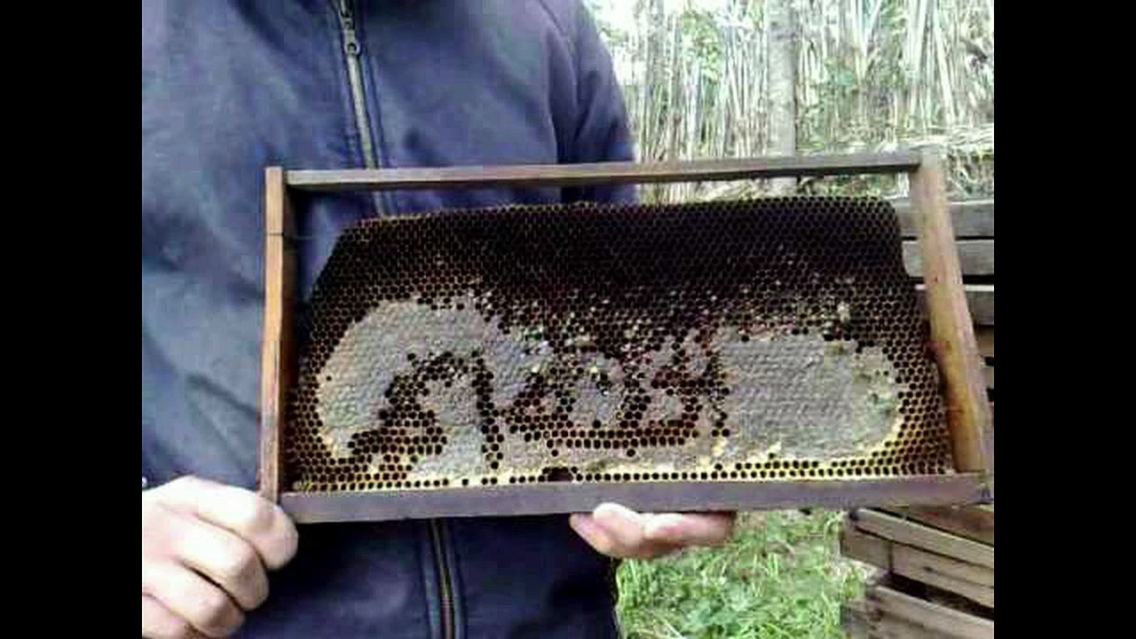 miracle d'Allah dans l'univers معجزة الله في الكون