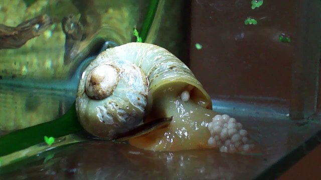 My apple snail laying eggs!!