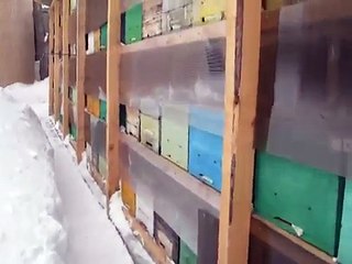 Apicultura la 1.02.2014