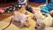 FEMALE Purebred yellow Labrador Retriever Puppies - 4 1/2 weeks old