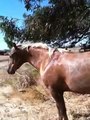 Are Horses Predictable - Understanding Prey animals - Rick Gore Horsemanship