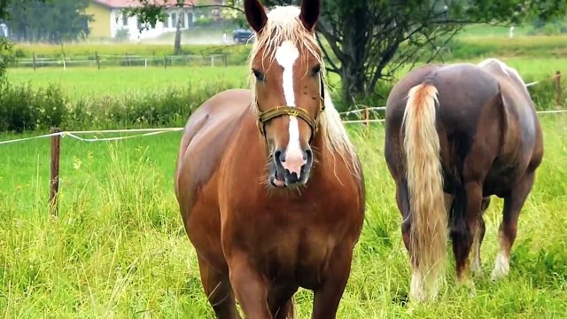 Alte Nutztierrassen Folge 36: Süddeutsches Kaltblut, Pferde Rasse Portrait, Bayern Dokumentation