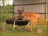 Feeding and Developing Superior Deer