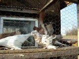 uzbek pigeon tumblers video4