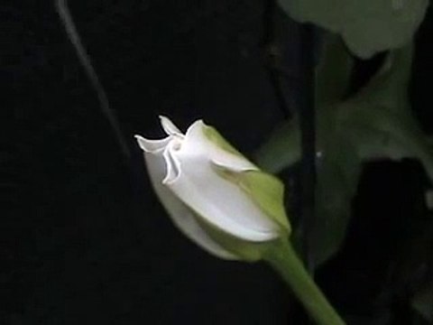 Moonflower Blooming