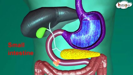 Science - How food is digested - 3D animation - English
