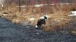 Frustrated Border Collie Harvesting Ice
