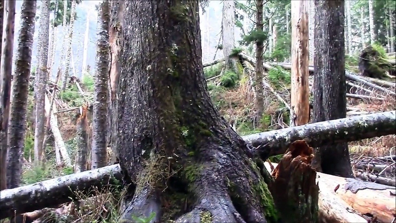 Big 4 Ice Caves on The Mountain Loop Hwy.-Washington State Hikes