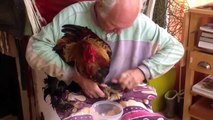 La gale des pattes des poules et coq