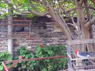 cardenal copete rojo cantando